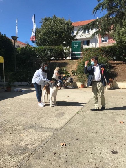 25 Monográfica Asociación Portuguesa Amigo do Cão São Bernardo (Sintra)