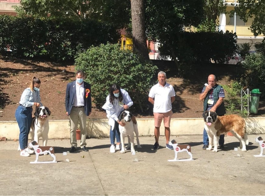 25 Monográfica Asociación Portuguesa Amigo do Cão São Bernardo (Sintra)