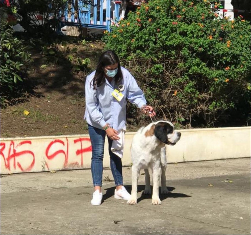 25 Monográfica Asociación Portuguesa Amigo do Cão São Bernardo (Sintra)