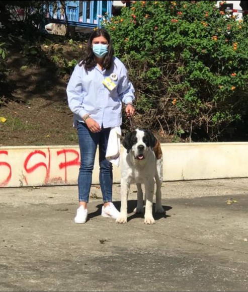 25 Monográfica Asociación Portuguesa Amigo do Cão São Bernardo (Sintra)