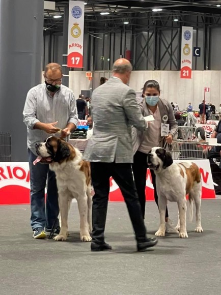 Exposición Internacional Canina de Otoño (Madrid)