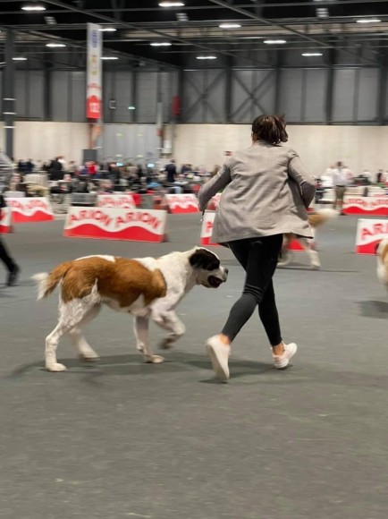 Exposición Internacional Canina de Otoño (Madrid)