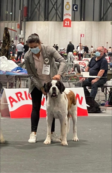 Exposición Internacional Canina de Otoño (Madrid)