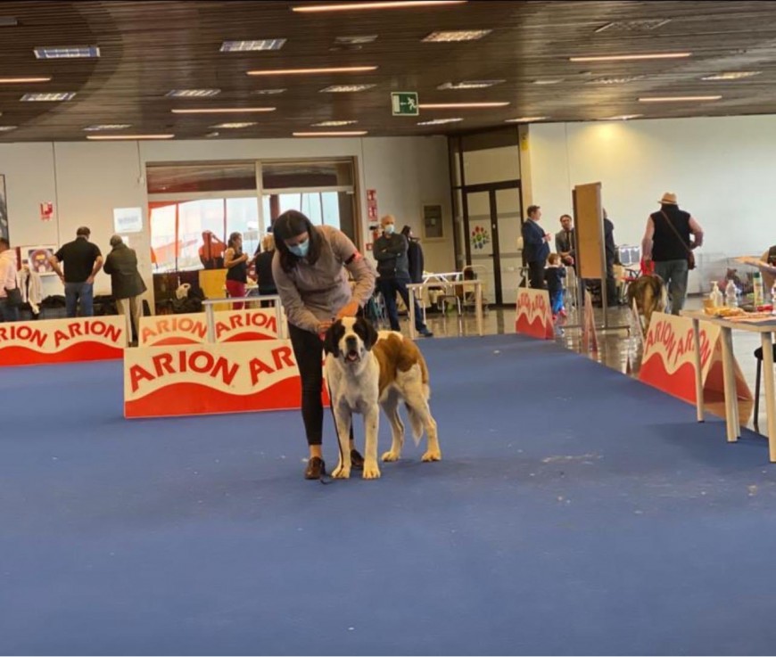 Exposición Internacional Canina de Otoño (Madrid)