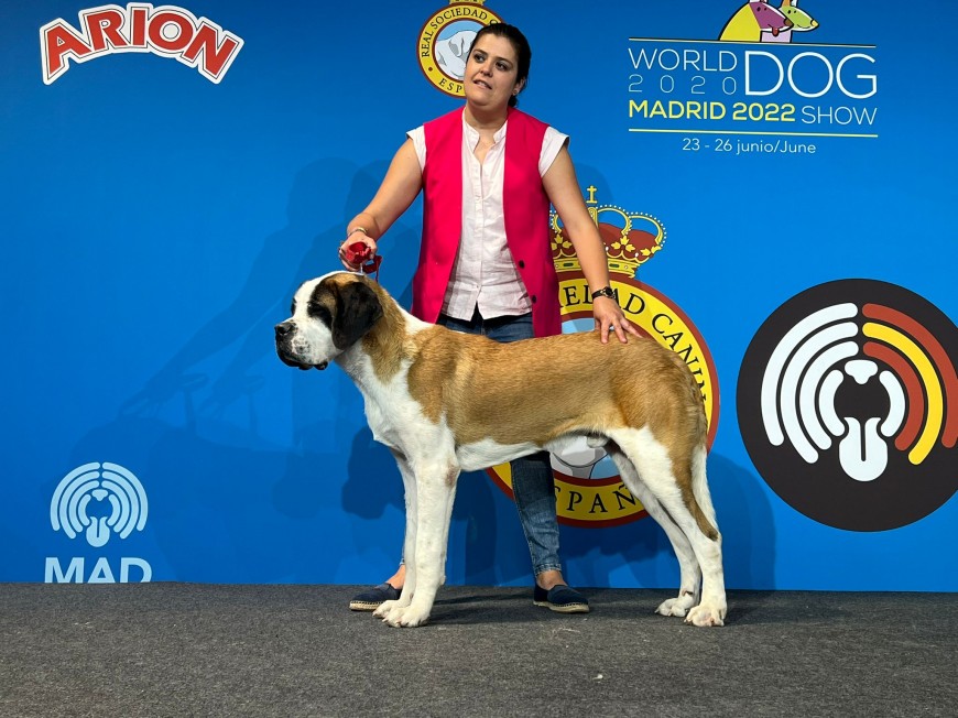 WORLD DOG SHOW 