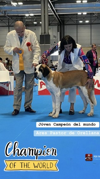 WORLD DOG SHOW 