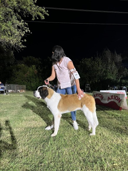 EXPOSiÓN NACIONAL E INTERNACIONAL CANINA DE SEVILLA 2022: AURA PASTOR DE ORELLANA
