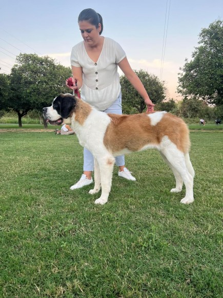 EXPOSiÓN NACIONAL E INTERNACIONAL CANINA DE SEVILLA 2022: AURA PASTOR DE ORELLANA