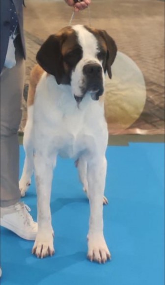 52, 53 GIBRALTAR INTERNACION AL DOG SHOW 2022