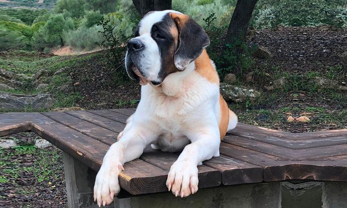 crianza san bernardo sevilla